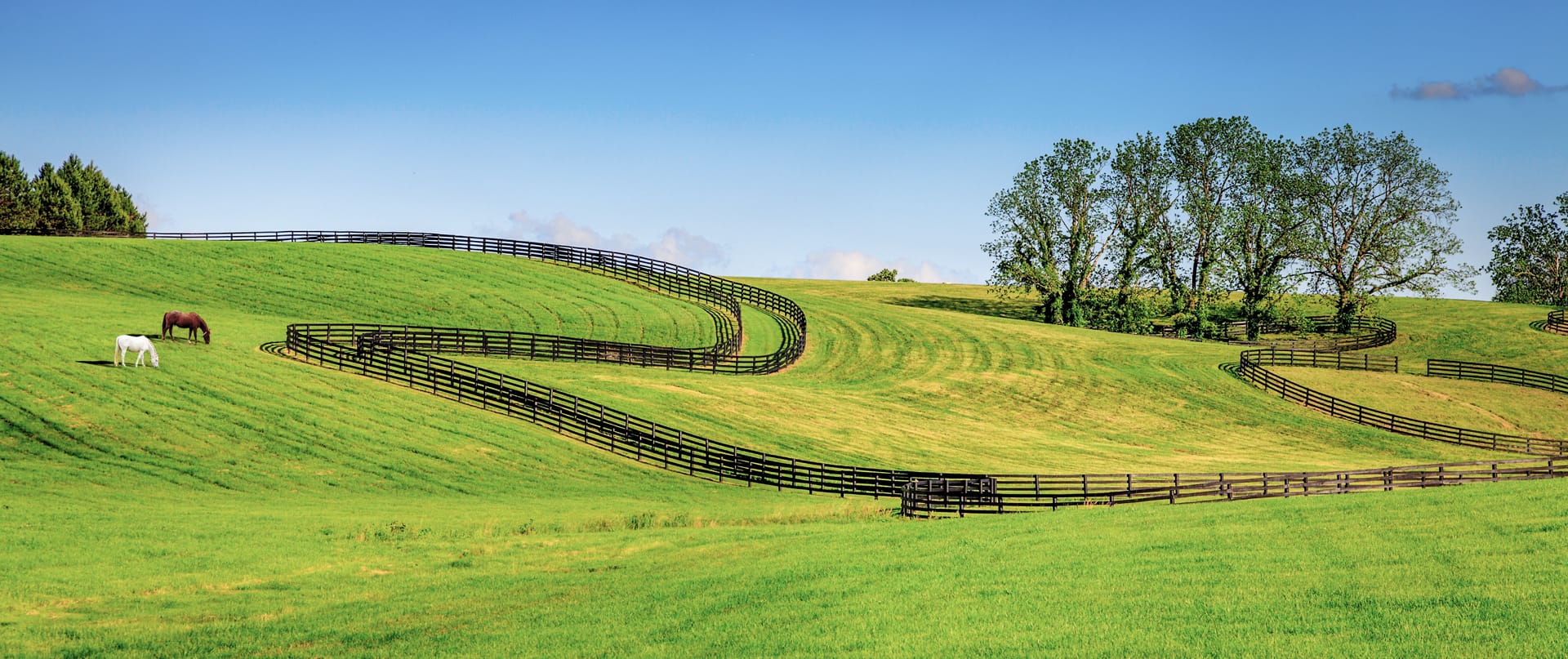 Horses in a field near a winding fence